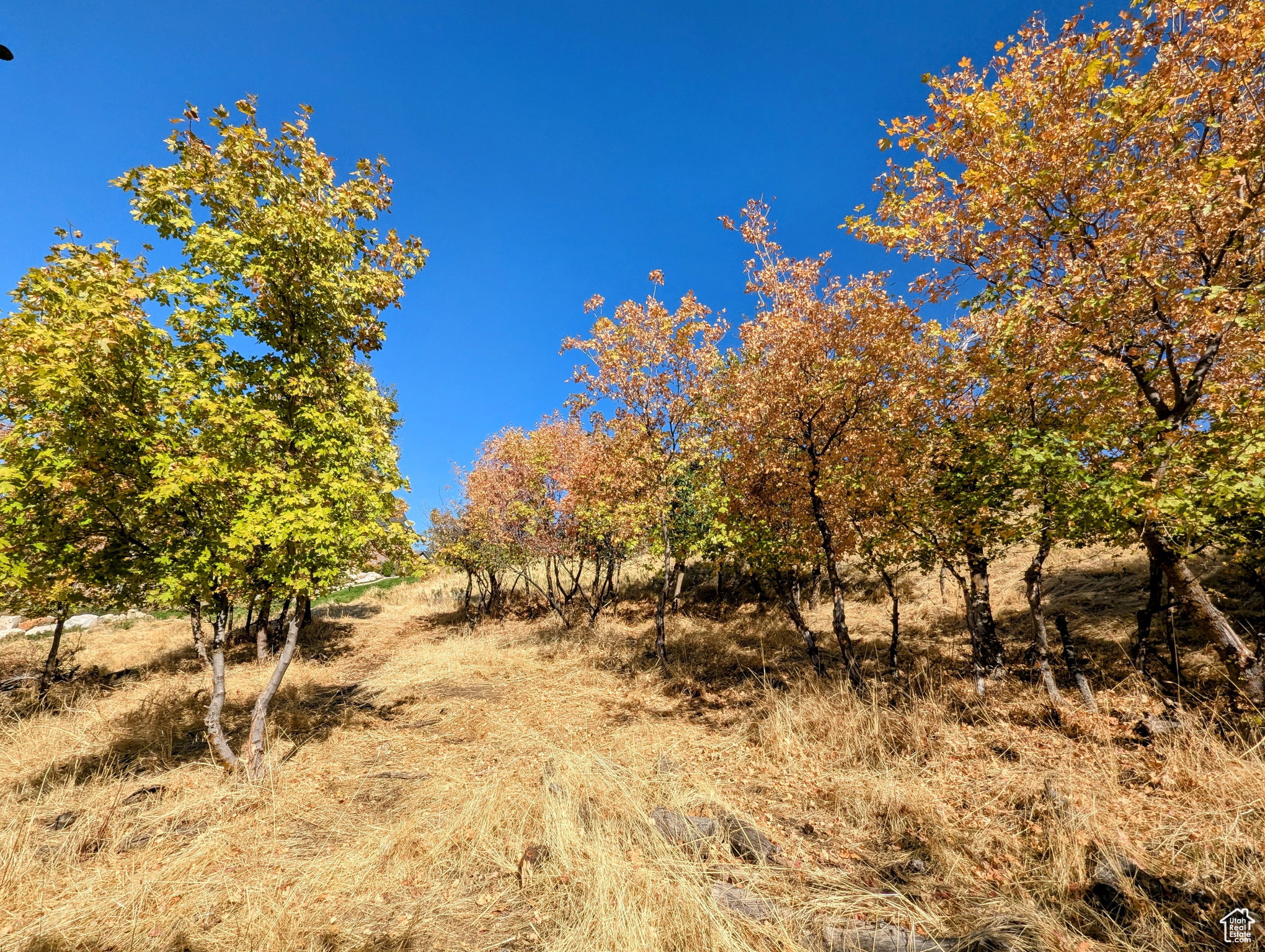 Naturally sloped terrain featuring mature trees with varied fall foliage