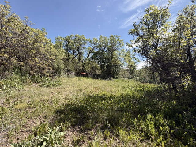 Expansive open land with varied foliage and a clear blue sky