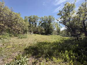 Expansive open land with varied foliage and a clear blue sky