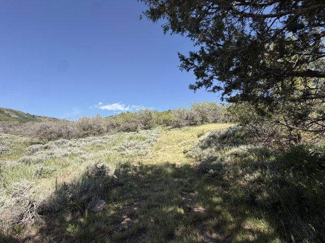 Expansive hillside terrain featuring natural shrubbery and varied grasses