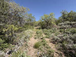 Natural landscape featuring a clear blue sky, varied green foliage, and a gradual incline