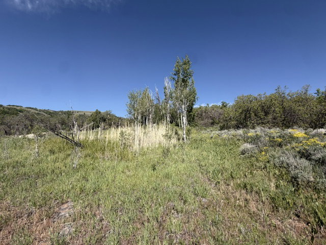 Expansive natural landscape with varied foliage under a clear blue sky