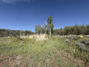 Expansive natural landscape with varied foliage under a clear blue sky