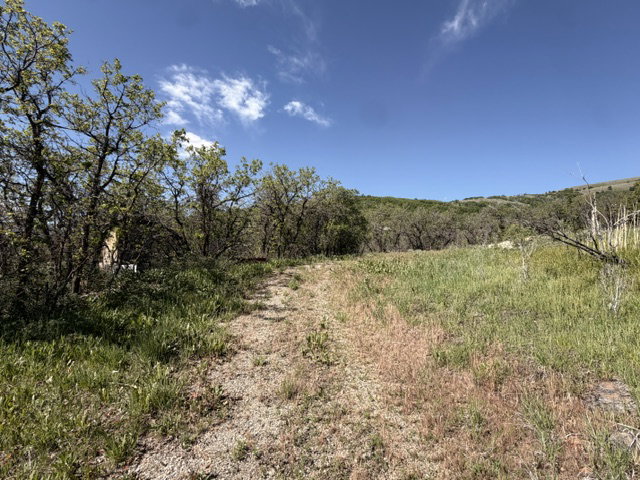 Expansive natural landscape featuring a gravel path, mature trees, and a distant treeline
