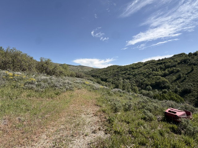 Expansive natural landscape featuring rolling hills, mature trees, and natural vegetation under a clear blue sky