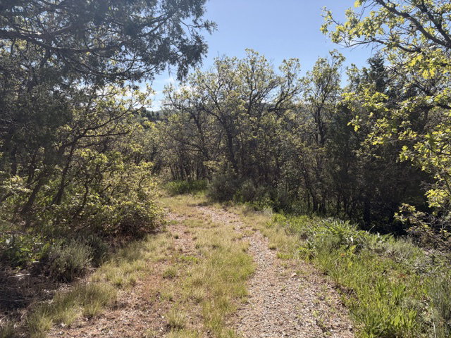 Gravel path winding through an expanse of natural vegetation, featuring mature trees and diverse shrubbery under a clear sky