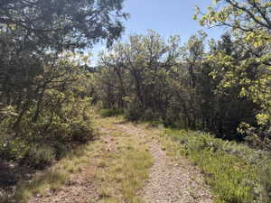 Gravel path winding through an expanse of natural vegetation, featuring mature trees and diverse shrubbery under a clear sky