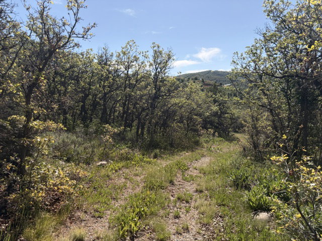 Wooded terrain featuring a natural path, abundant foliage, and distant hillside