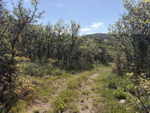 Wooded terrain featuring a natural path, abundant foliage, and distant hillside