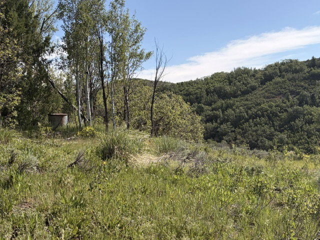 Sloping, vegetated terrain featuring dense forestry and varied ground cover