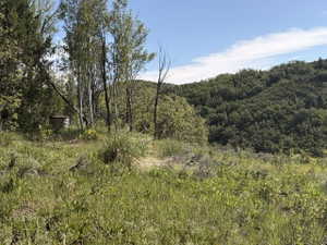 Sloping, vegetated terrain featuring dense forestry and varied ground cover