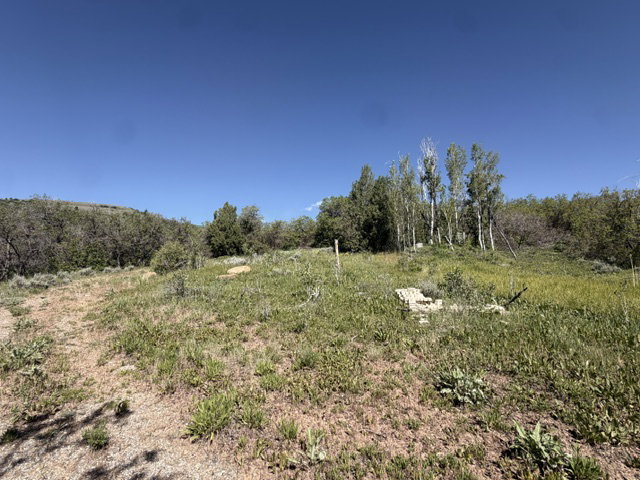 Expansive natural landscape featuring varied topography, mature deciduous trees, and scattered evergreen shrubs under a clear sky