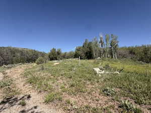 Expansive natural landscape featuring varied topography, mature deciduous trees, and scattered evergreen shrubs under a clear sky