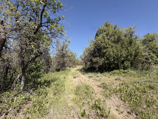 Natural landscape featuring a clear path, mature trees, and varied greenery under a bright sky