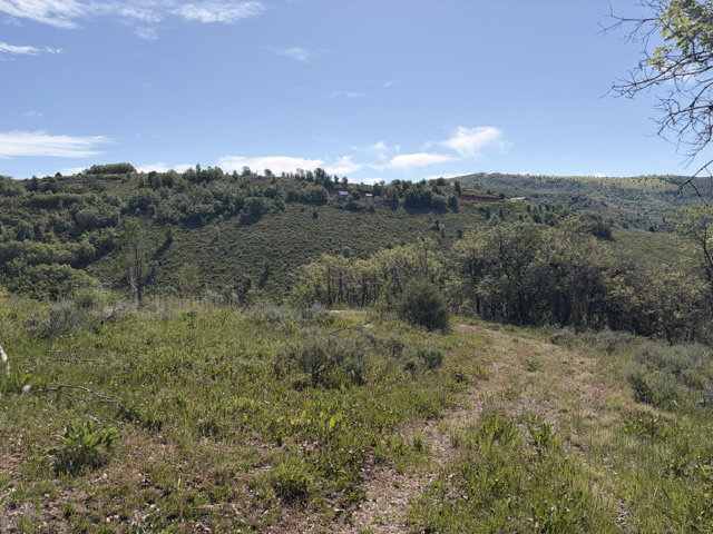 Expansive natural landscape featuring rolling hills, diverse vegetation, and mature trees under a clear sky