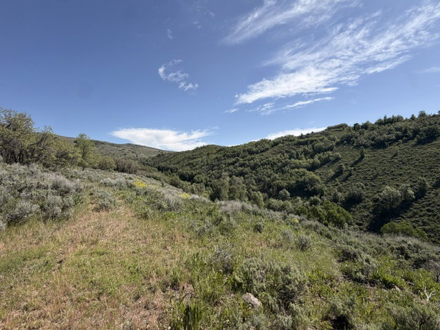 Expansive sloped terrain with diverse foliage including mature trees and native shrubs, under a broad blue sky