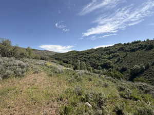 Expansive sloped terrain with diverse foliage including mature trees and native shrubs, under a broad blue sky