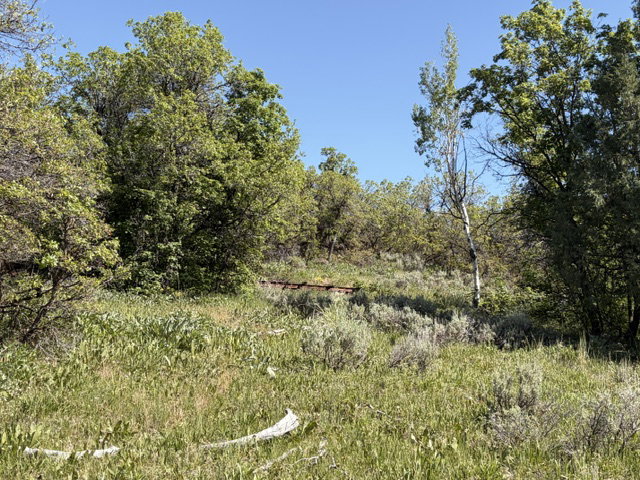 Expansive natural landscape featuring varied green foliage, mature trees, and an open, gently sloping terrain