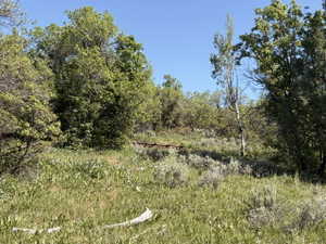 Expansive natural landscape featuring varied green foliage, mature trees, and an open, gently sloping terrain