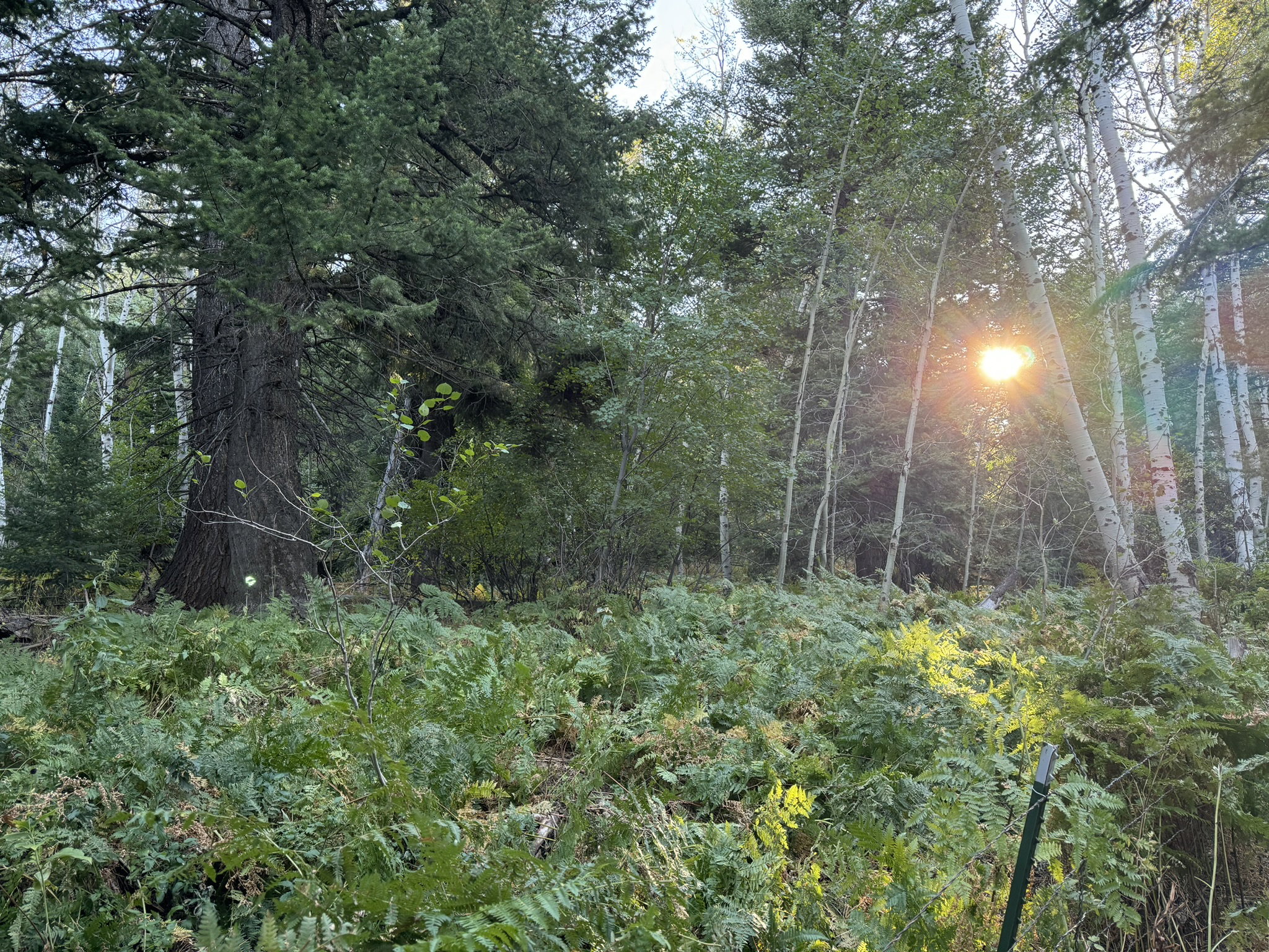 Mature evergreen trees and slender deciduous trees define this wooded setting