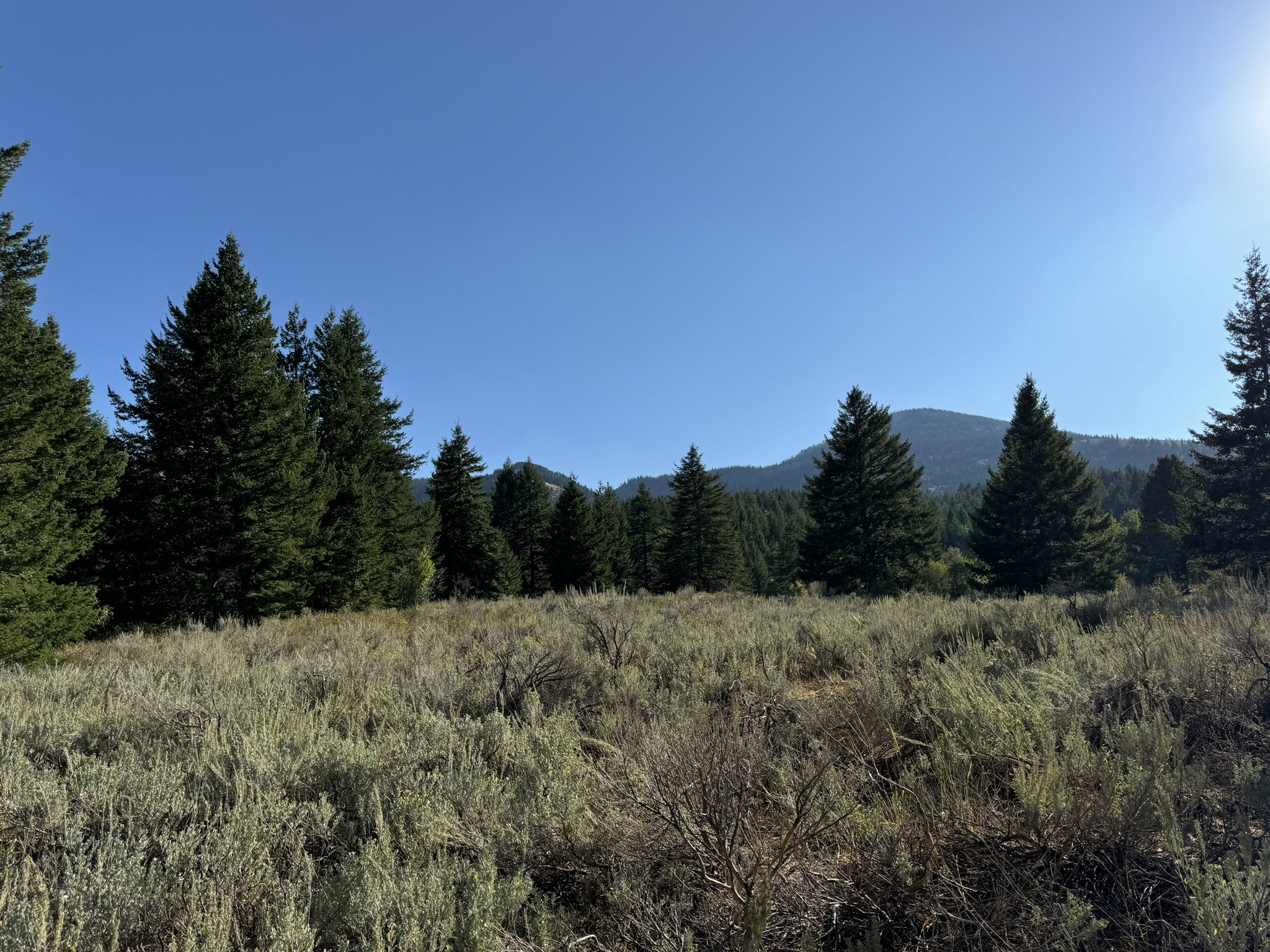 Expansive natural landscape featuring native grasses and mature evergreen trees