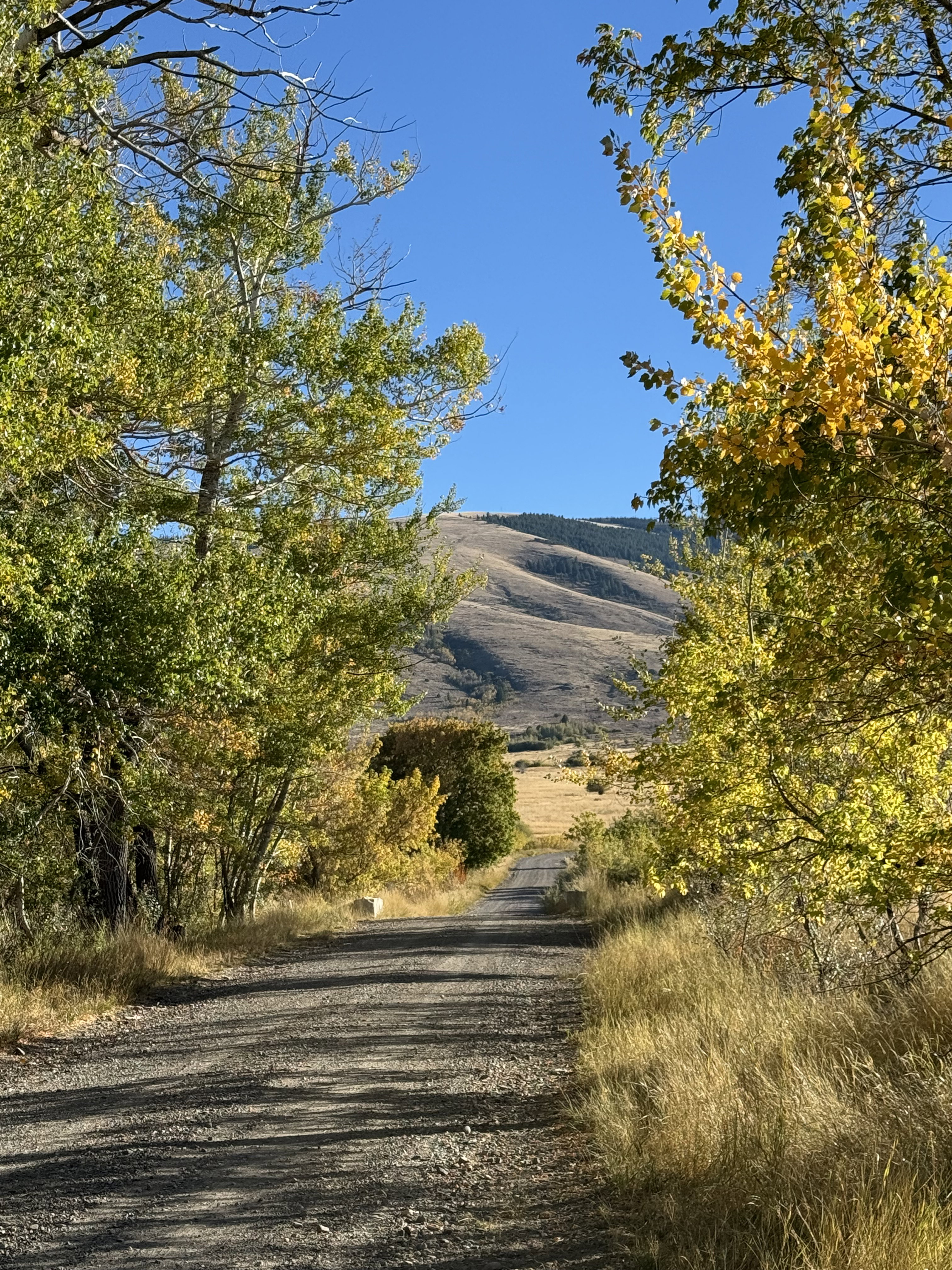 Gravel road framed by trees with green and yellow foliage, leading towards a distant hillside under a clear blue sky