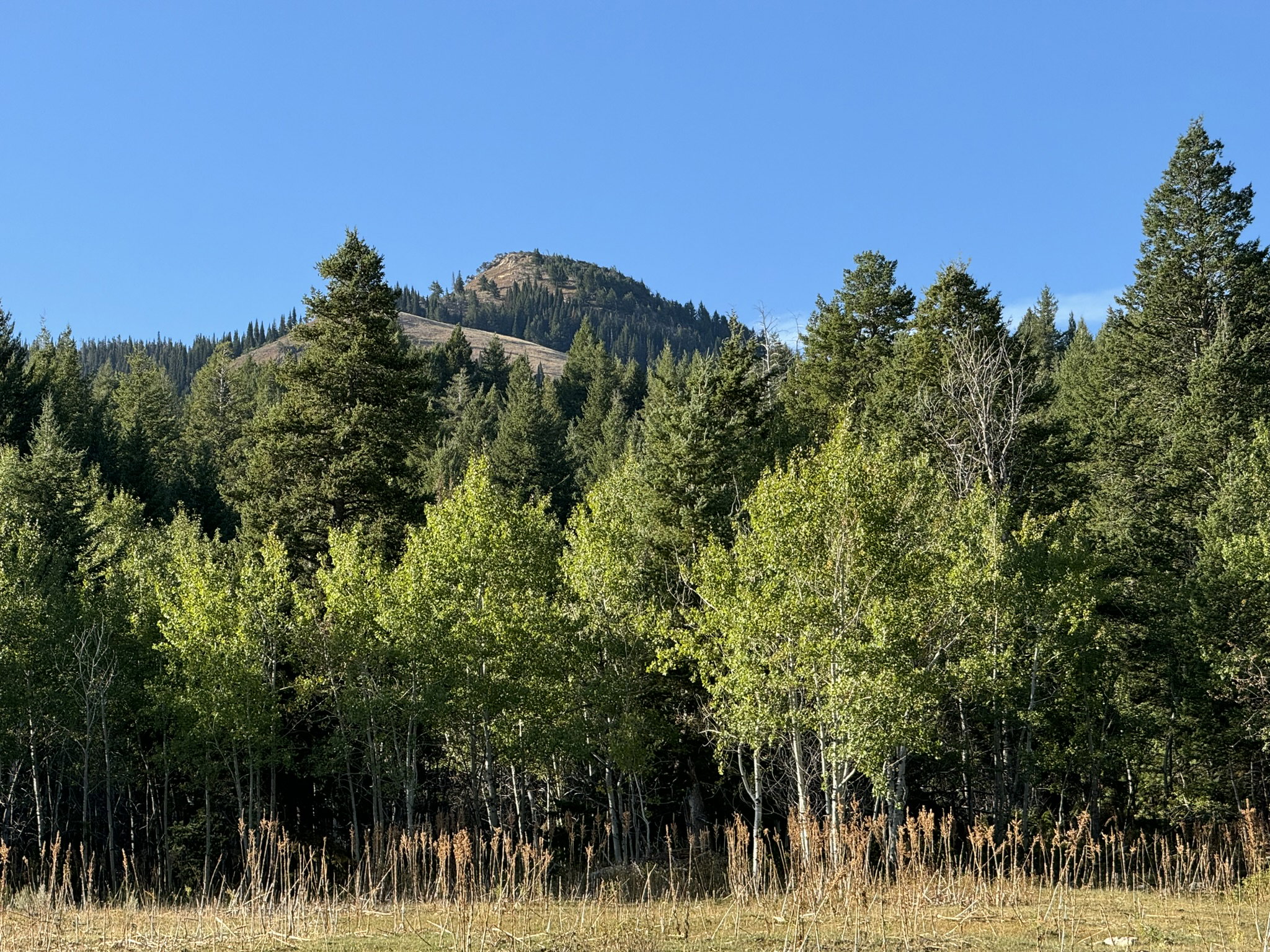 Mountain backdrop with a clear blue sky, featuring a dense forest of evergreen and deciduous trees