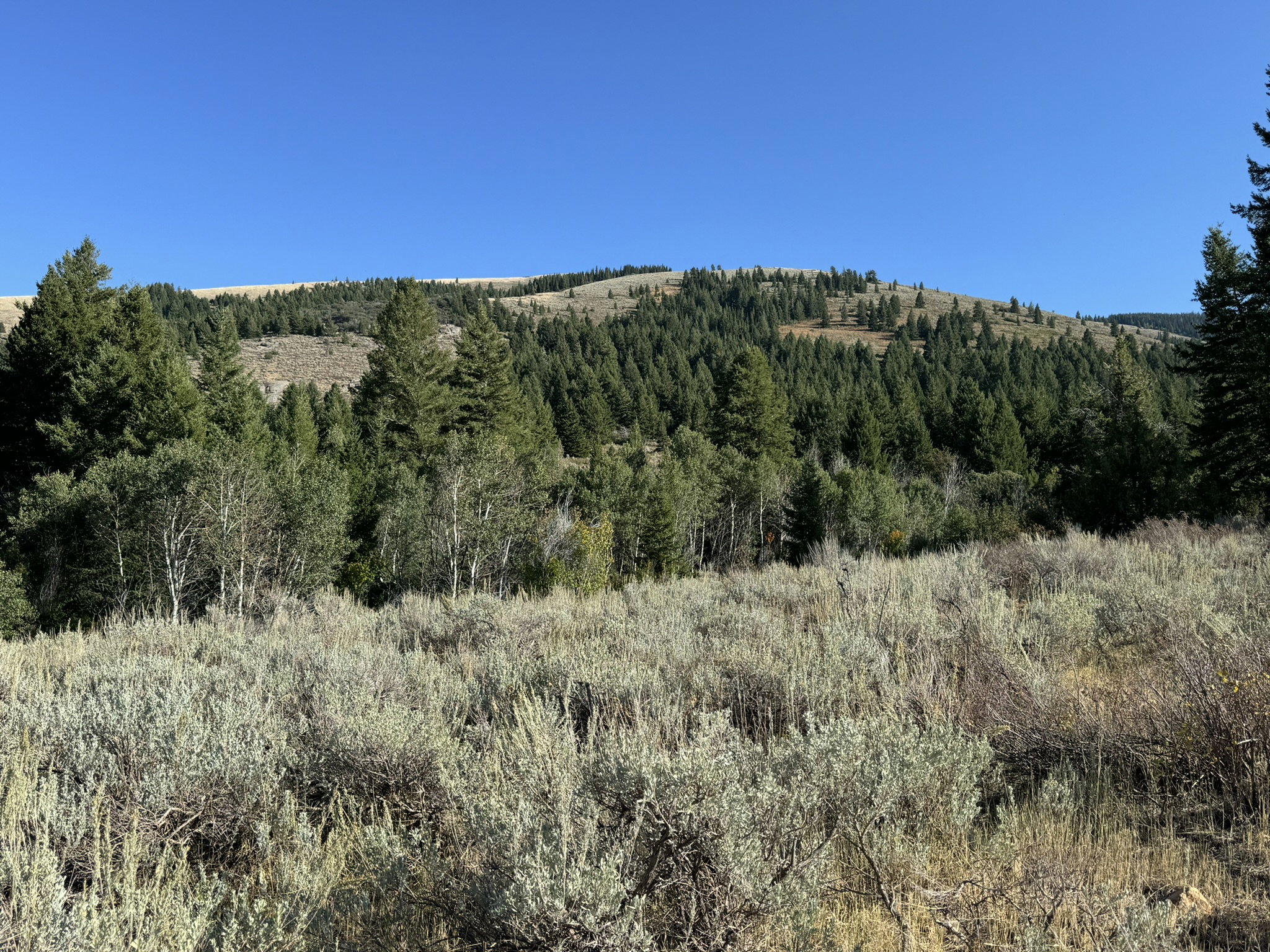 Natural landscape featuring dense evergreen forests and scattered deciduous trees across a rolling hillside