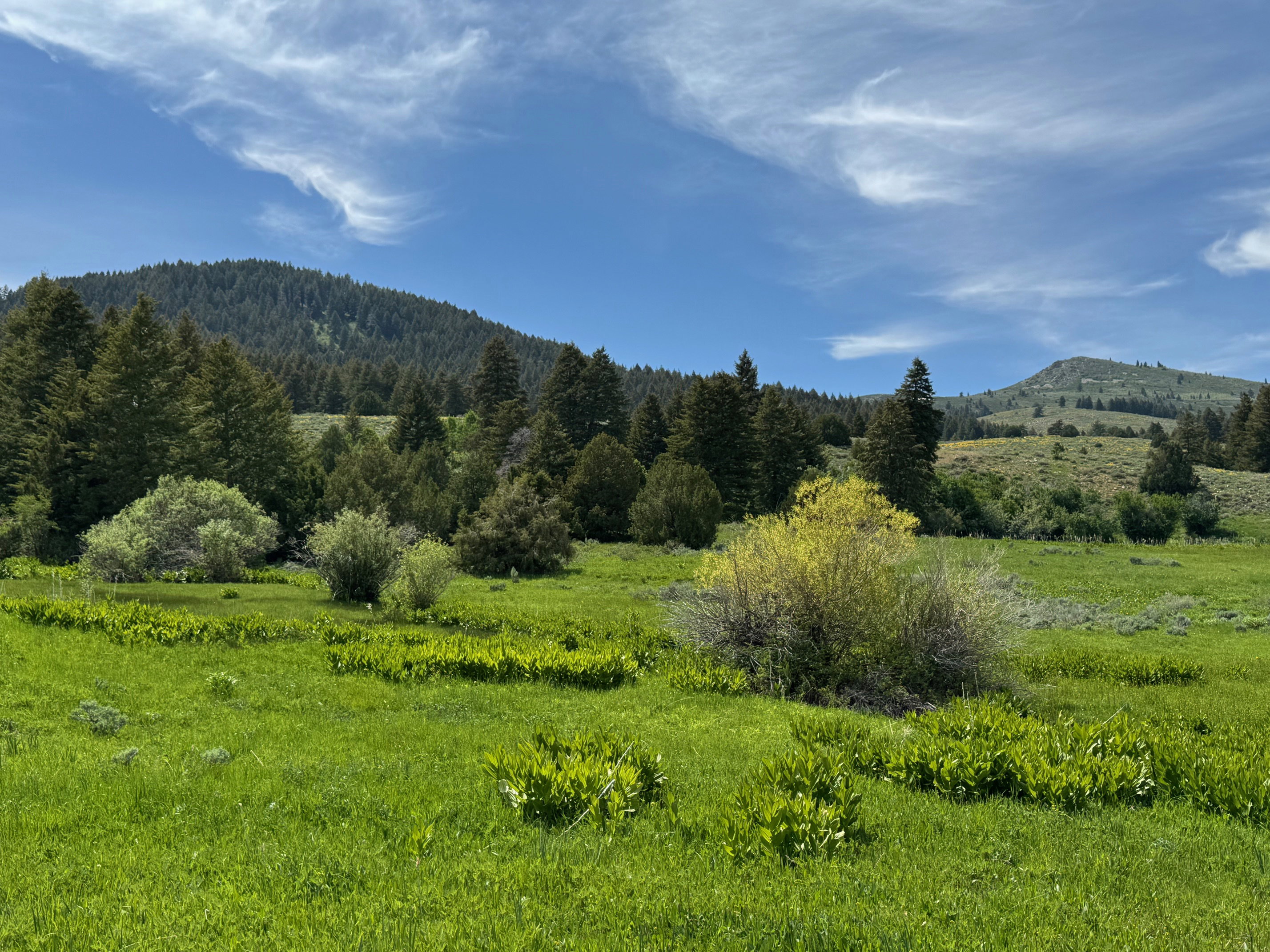 Expansive green field surrounded by mature evergreen trees