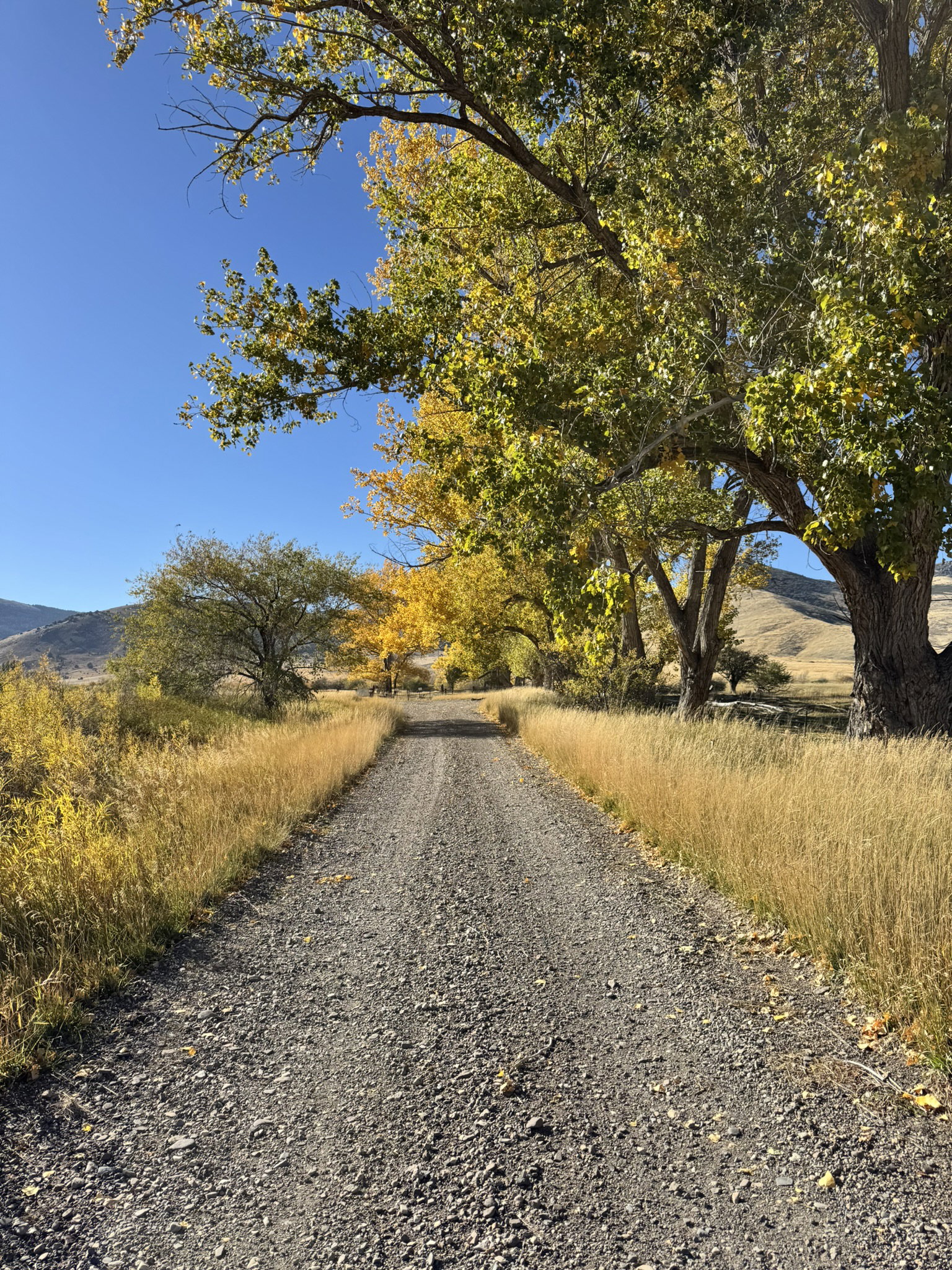 Gravel driveway bordered by golden grasses and mature trees with vibrant autumn foliage