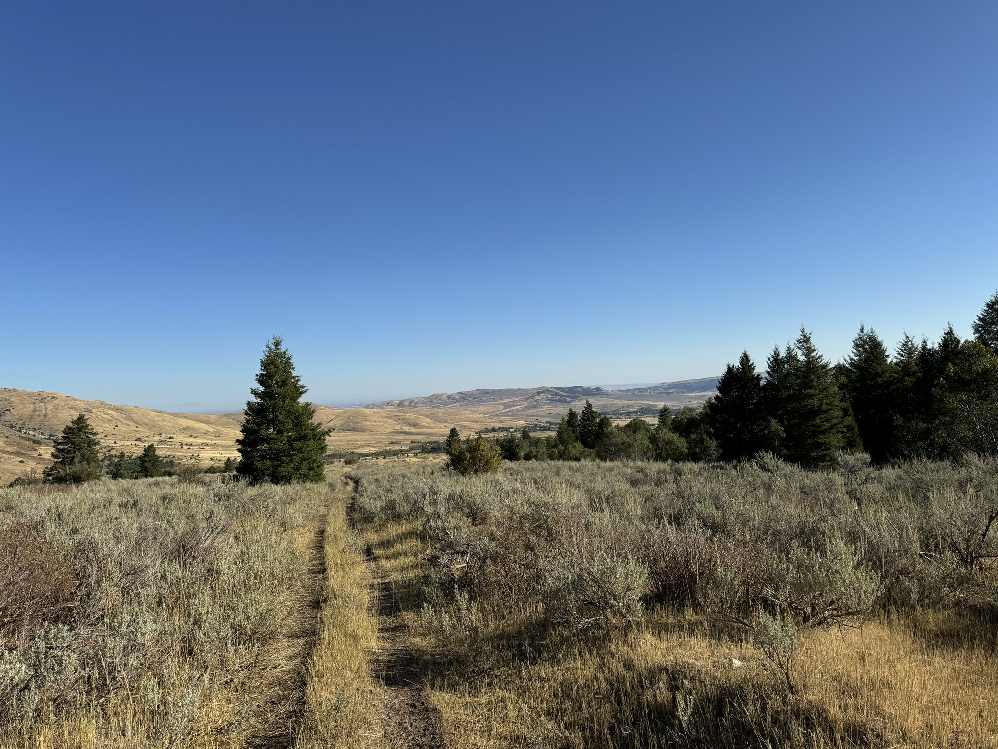 Expansive undeveloped land featuring natural terrain with scattered evergreen trees and distant rolling hills