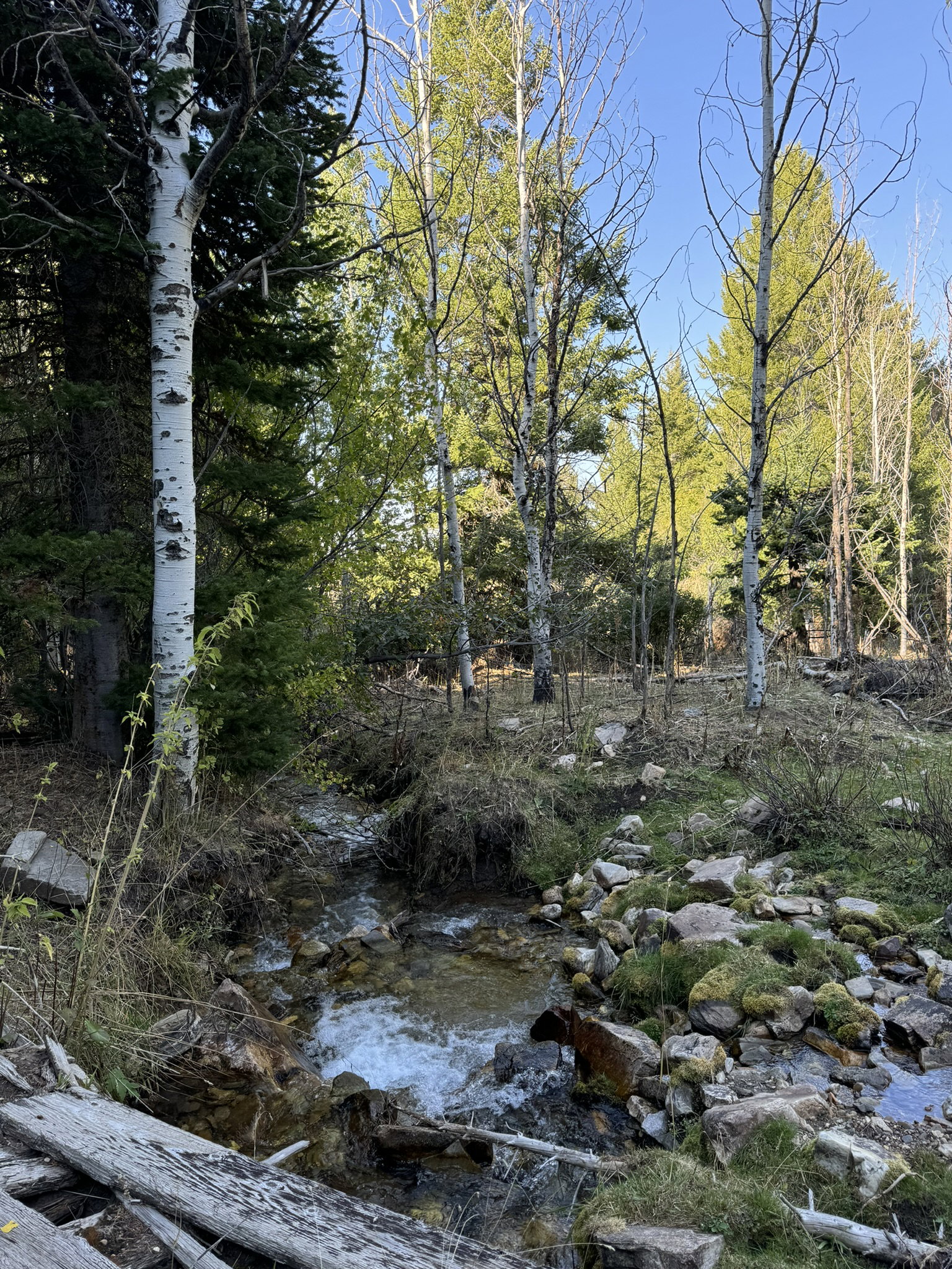 Natural wooded landscape featuring a flowing creek, mature aspen trees, and diverse natural foliage