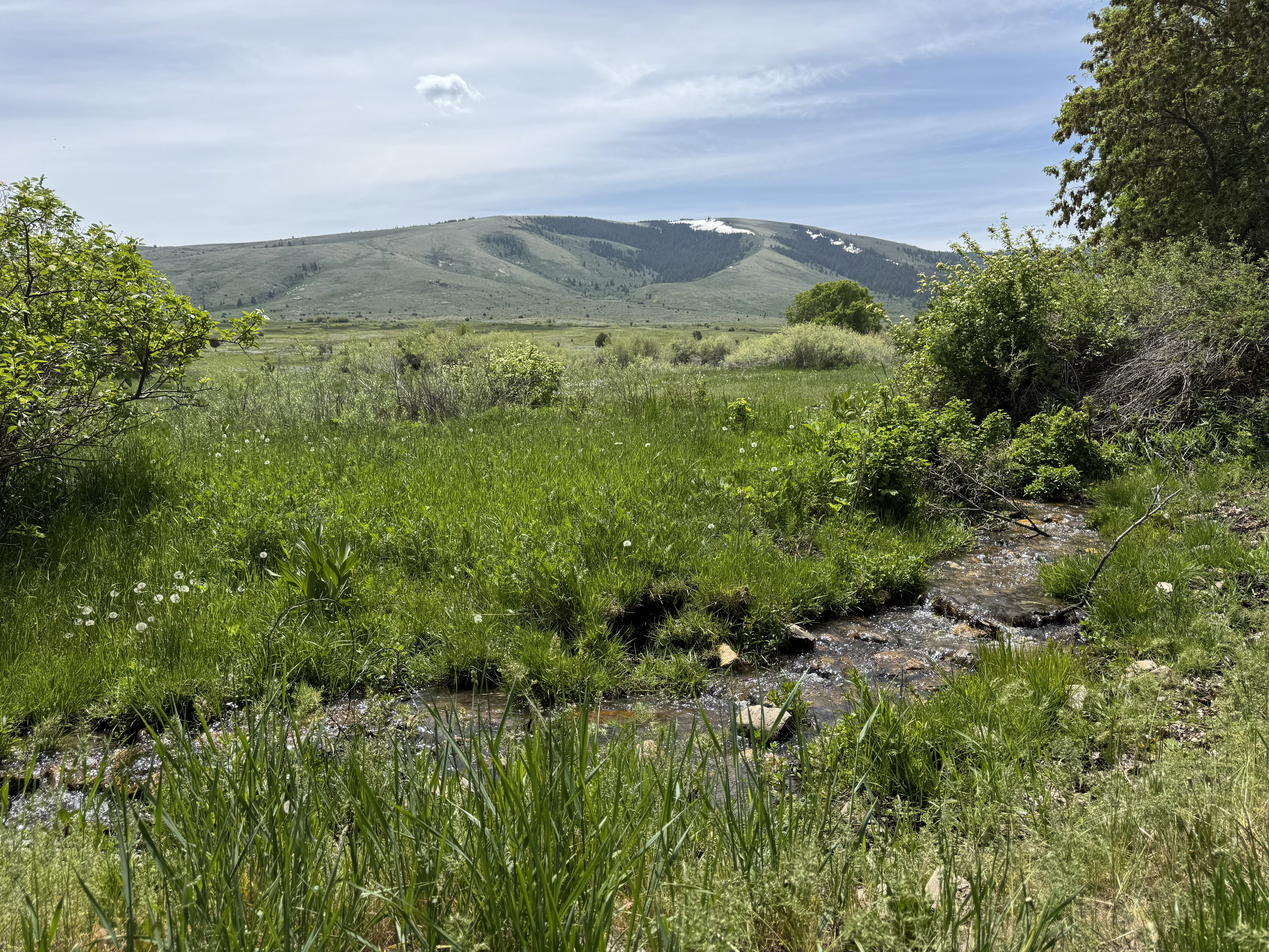 Expansive natural landscape featuring a flowing creek, lush green grasses, and established trees