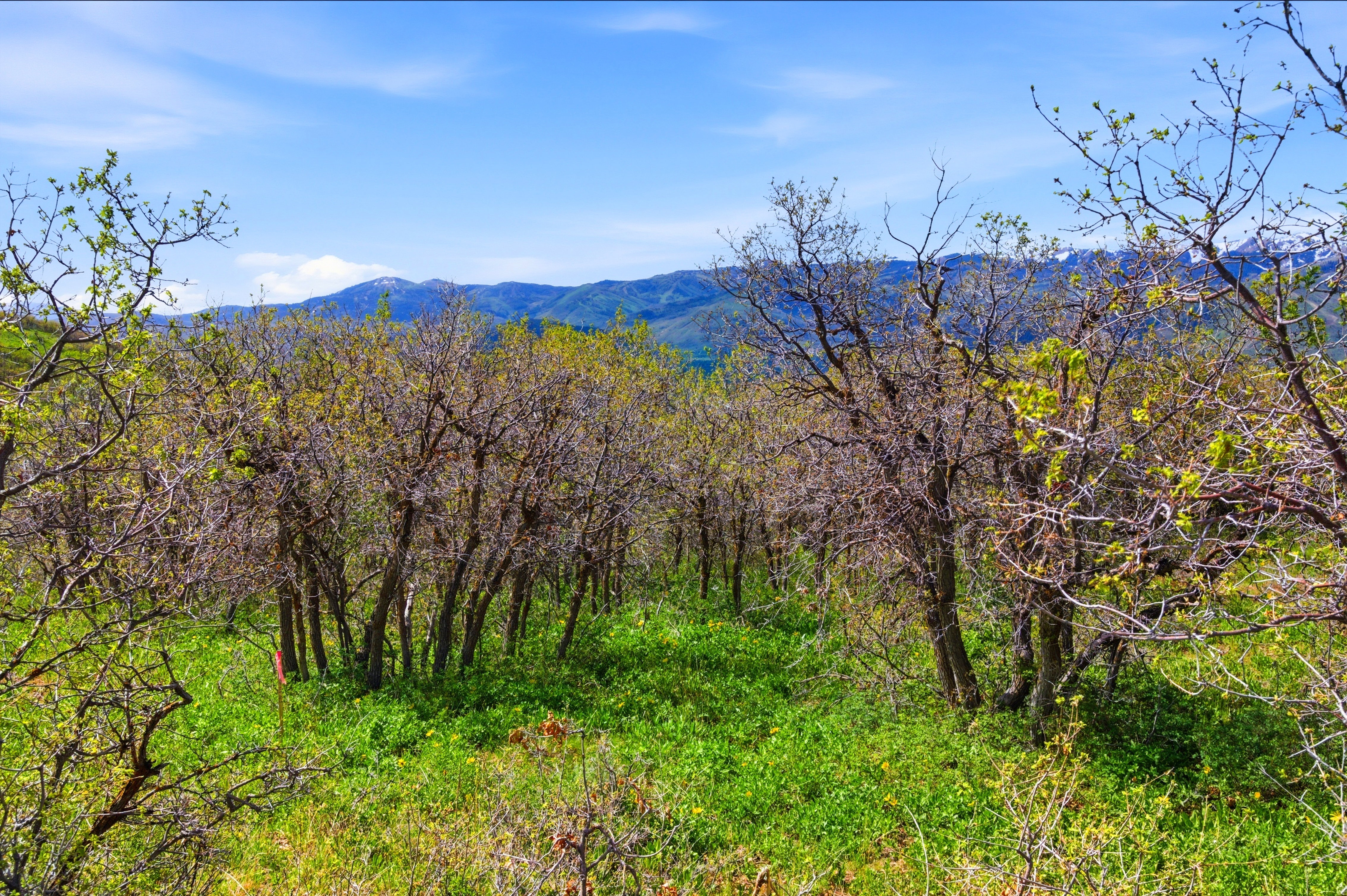 Wooded parcel with emerging spring foliage, featuring an open meadow and distant mountainous terrain