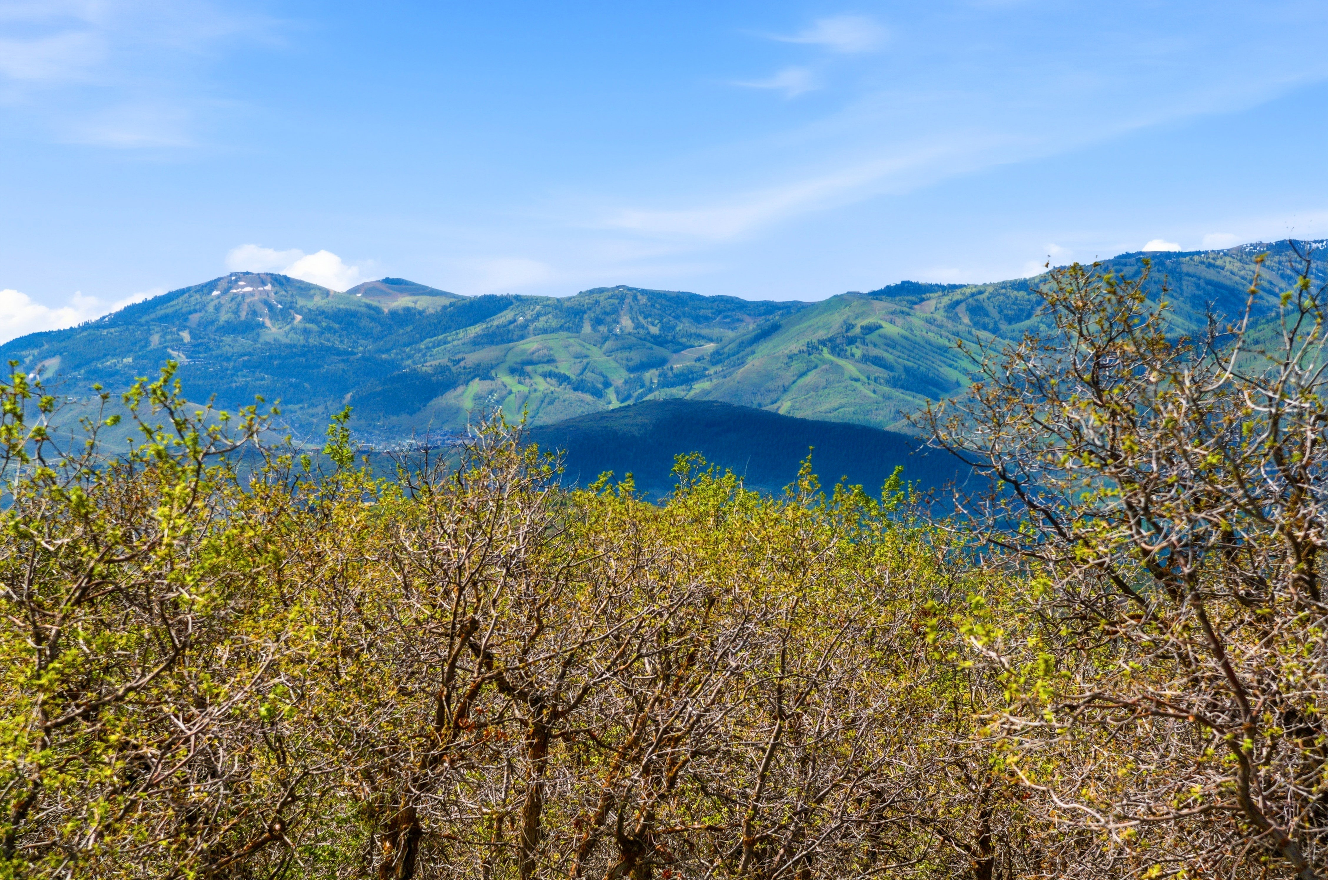 Mountainous terrain featuring partial snow coverage and forested slopes, framed by foreground trees with emerging spring foliage