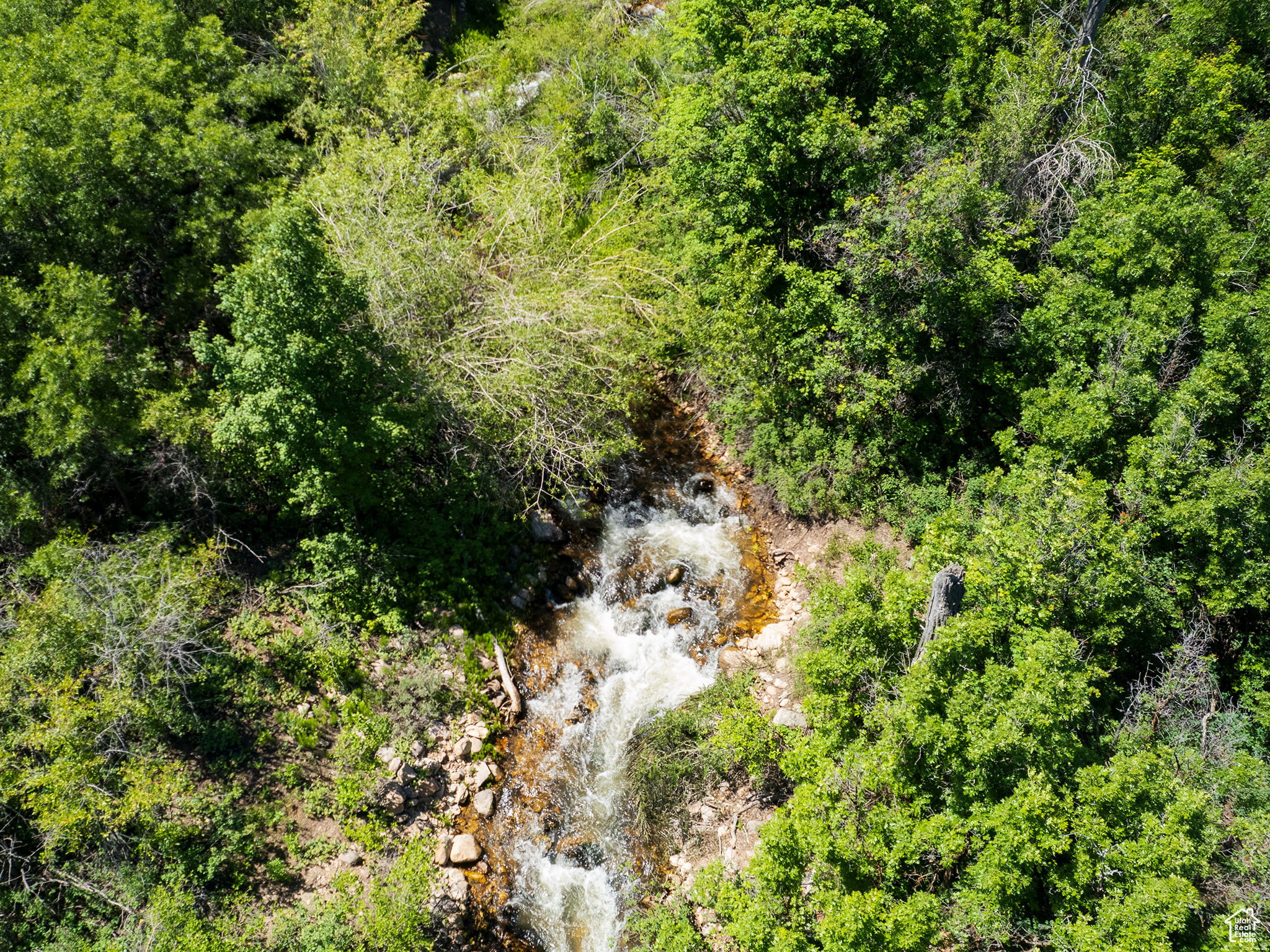 Natural stream with cascading water surrounded by abundant green foliage and mature trees