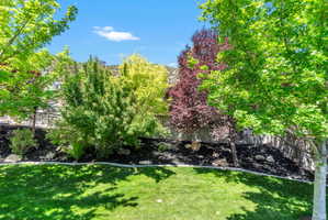 Manicured lawn with a curved border, surrounded by dark ground cover