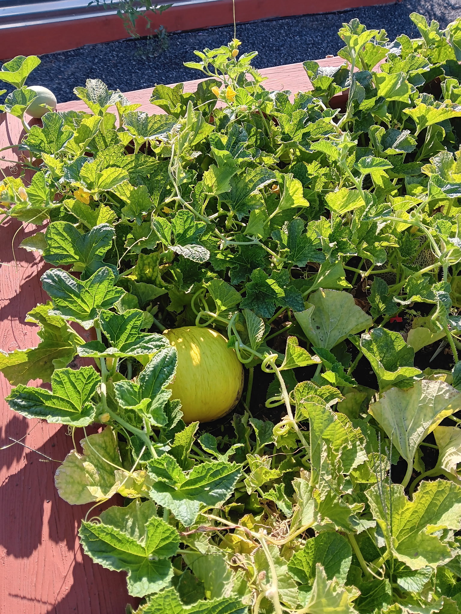 Raised garden bed featuring lush green foliage and developing produce
