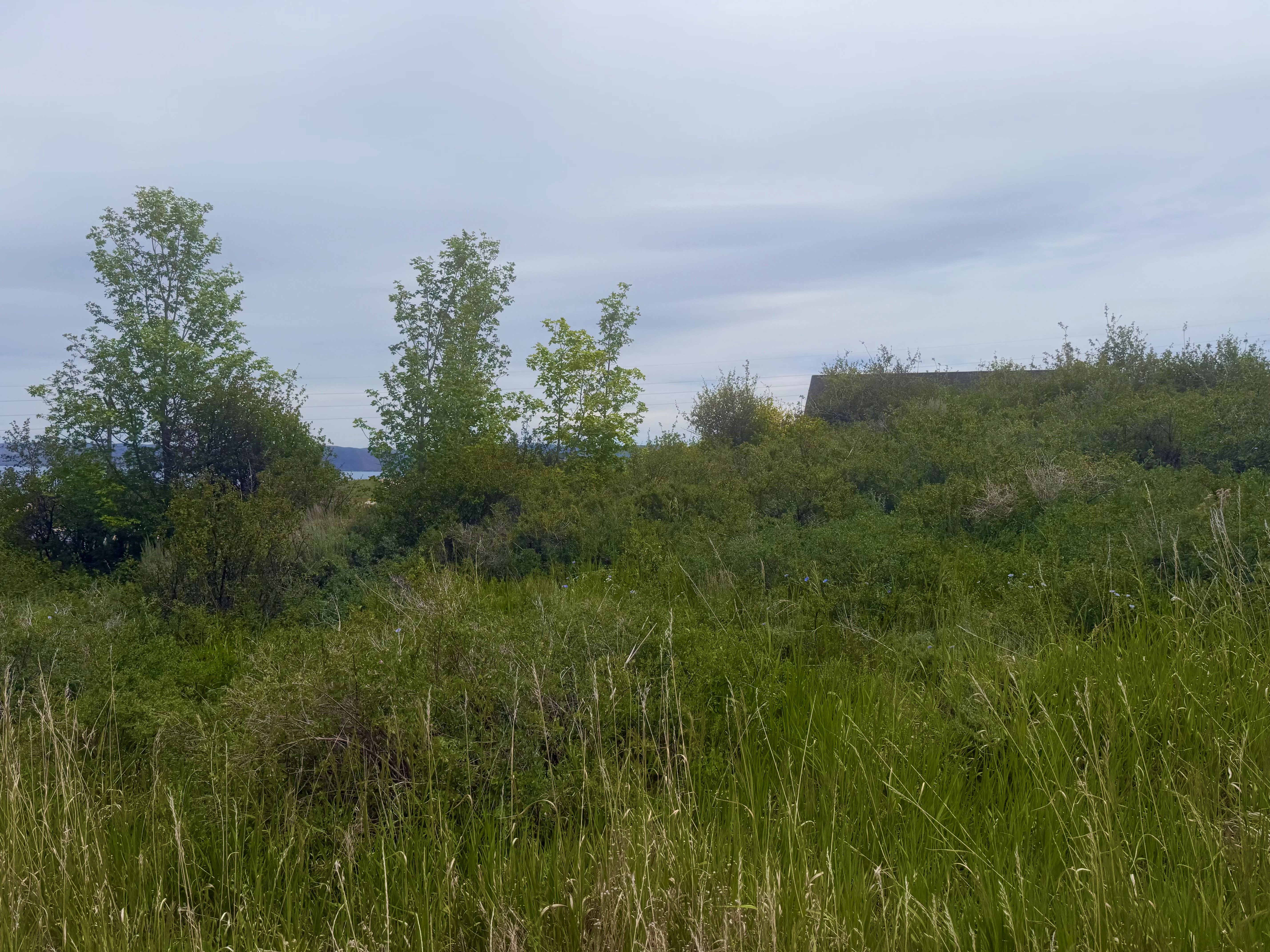 Expansive natural landscape featuring varied green foliage and mature trees under a cloudy sky