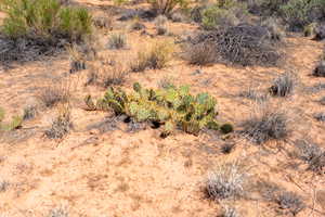 Desert landscape featuring red earth, scattered scrub brush, and a central prickly pear cactus