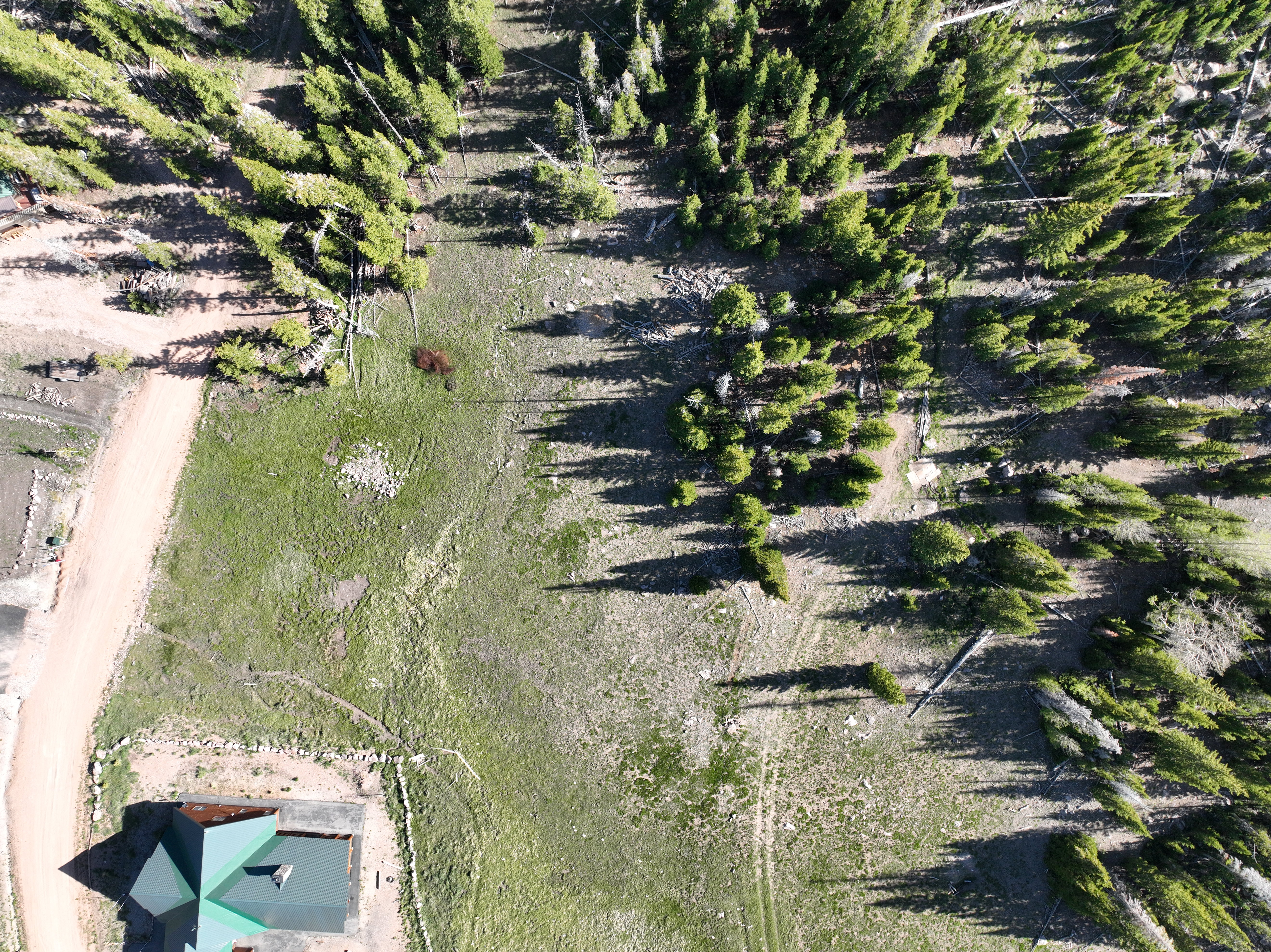 Expansive property featuring a verdant landscape, mature evergreen trees, a winding dirt road, and a structure with a green pitched roof