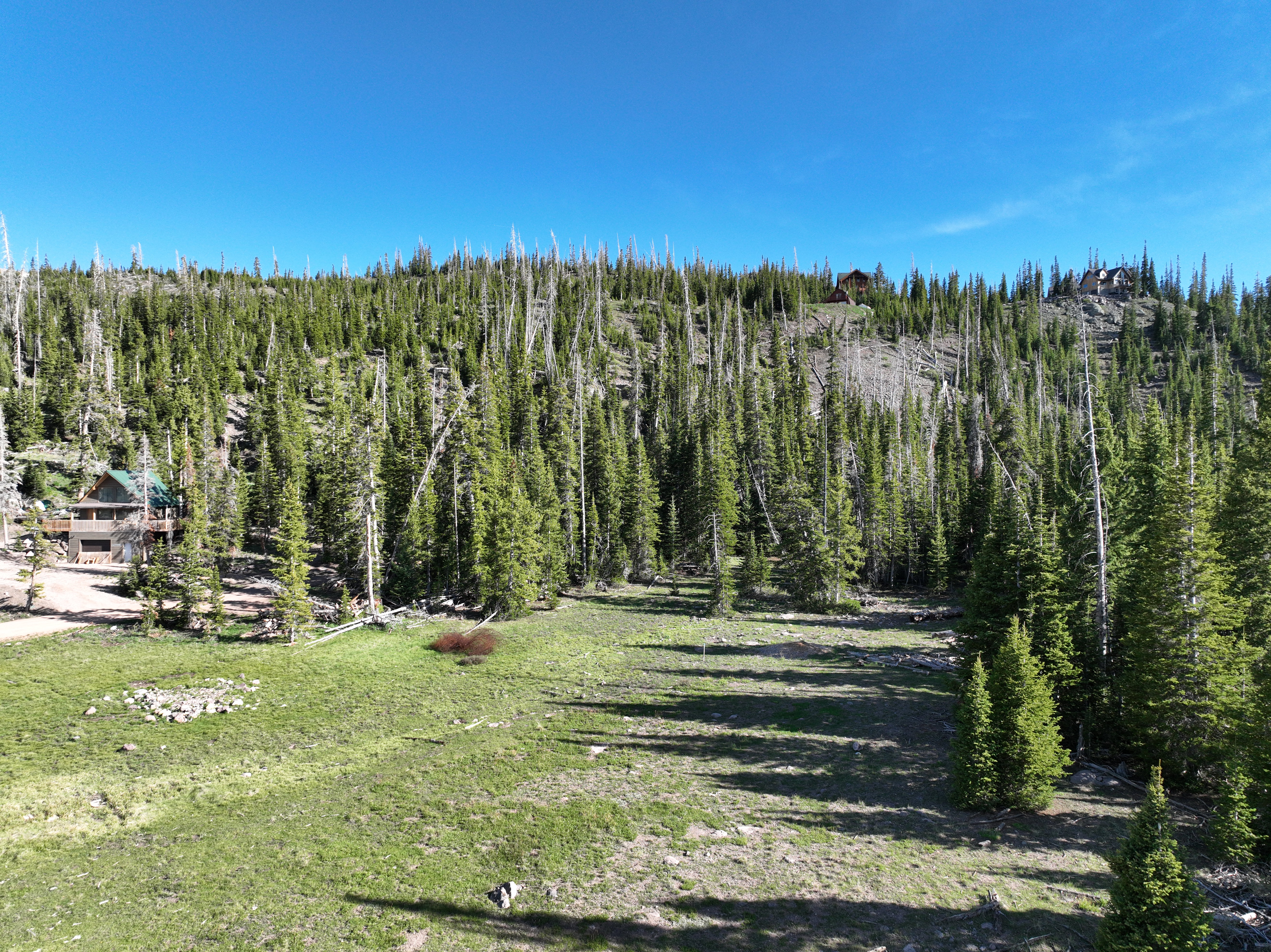 Expansive natural landscape featuring a prominent green meadow, surrounded by dense evergreen trees and scattered bare timber