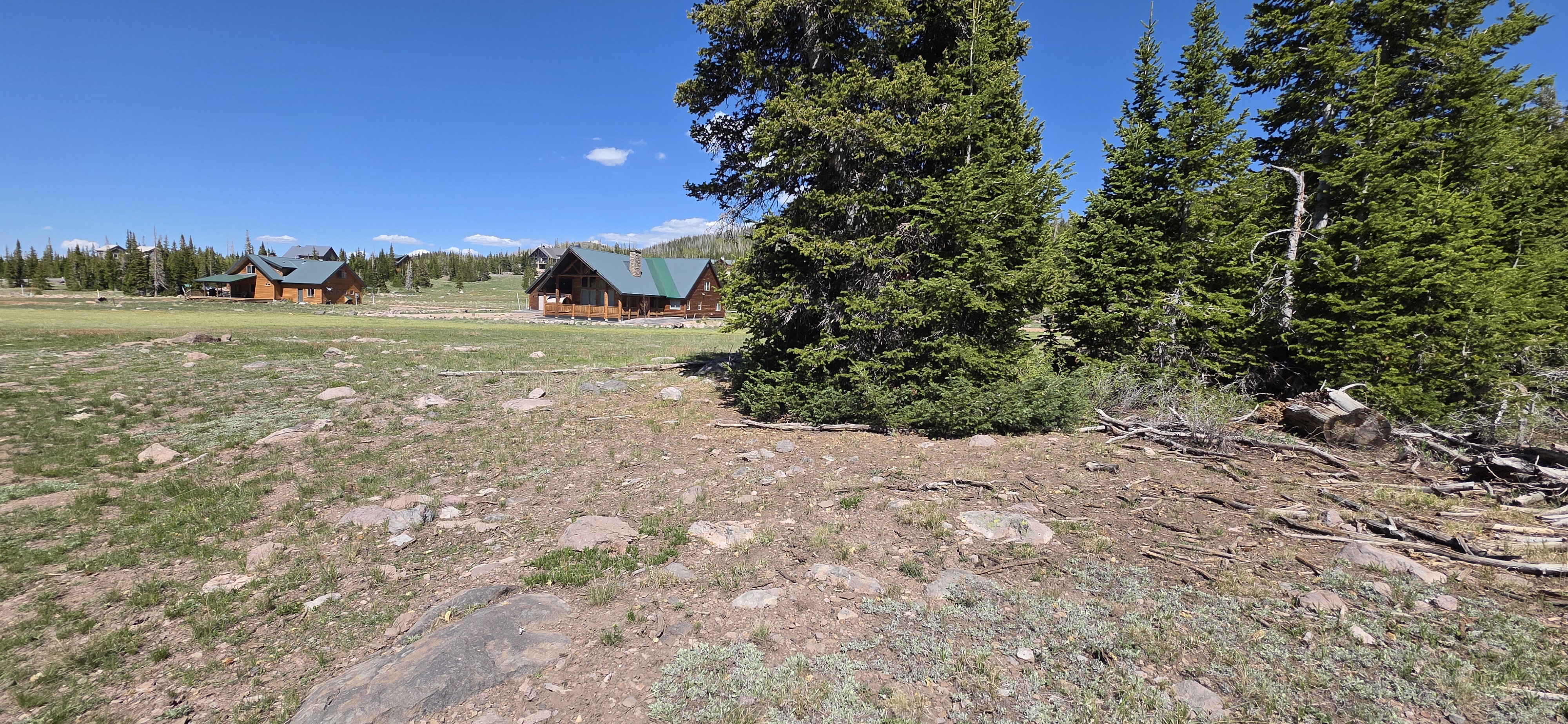 Spacious natural landscape featuring mature evergreen trees and a clear blue sky