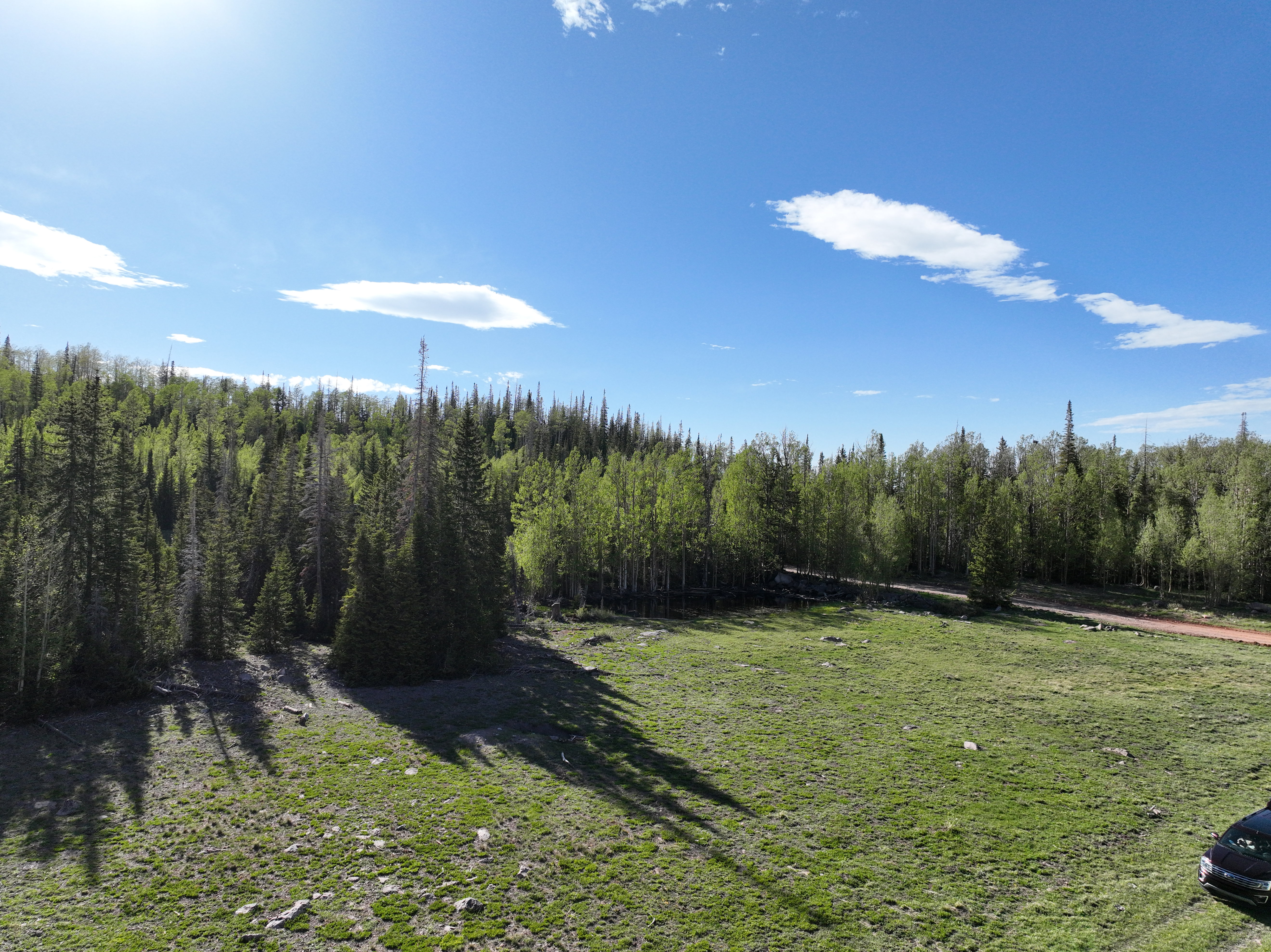 Expansive open field bordered by dense evergreen and deciduous trees