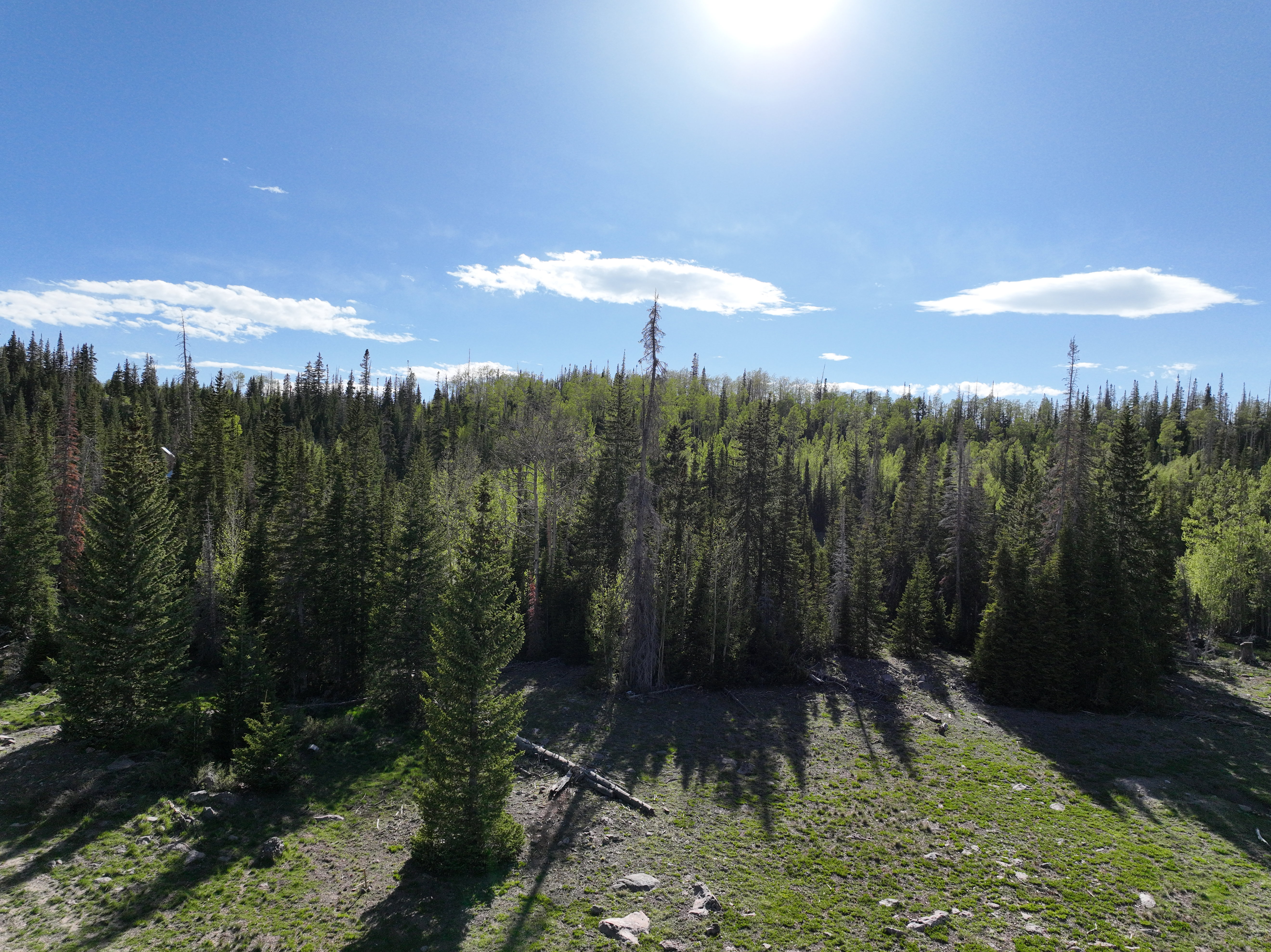 Mature evergreen trees surrounding a sloped, grassy terrain