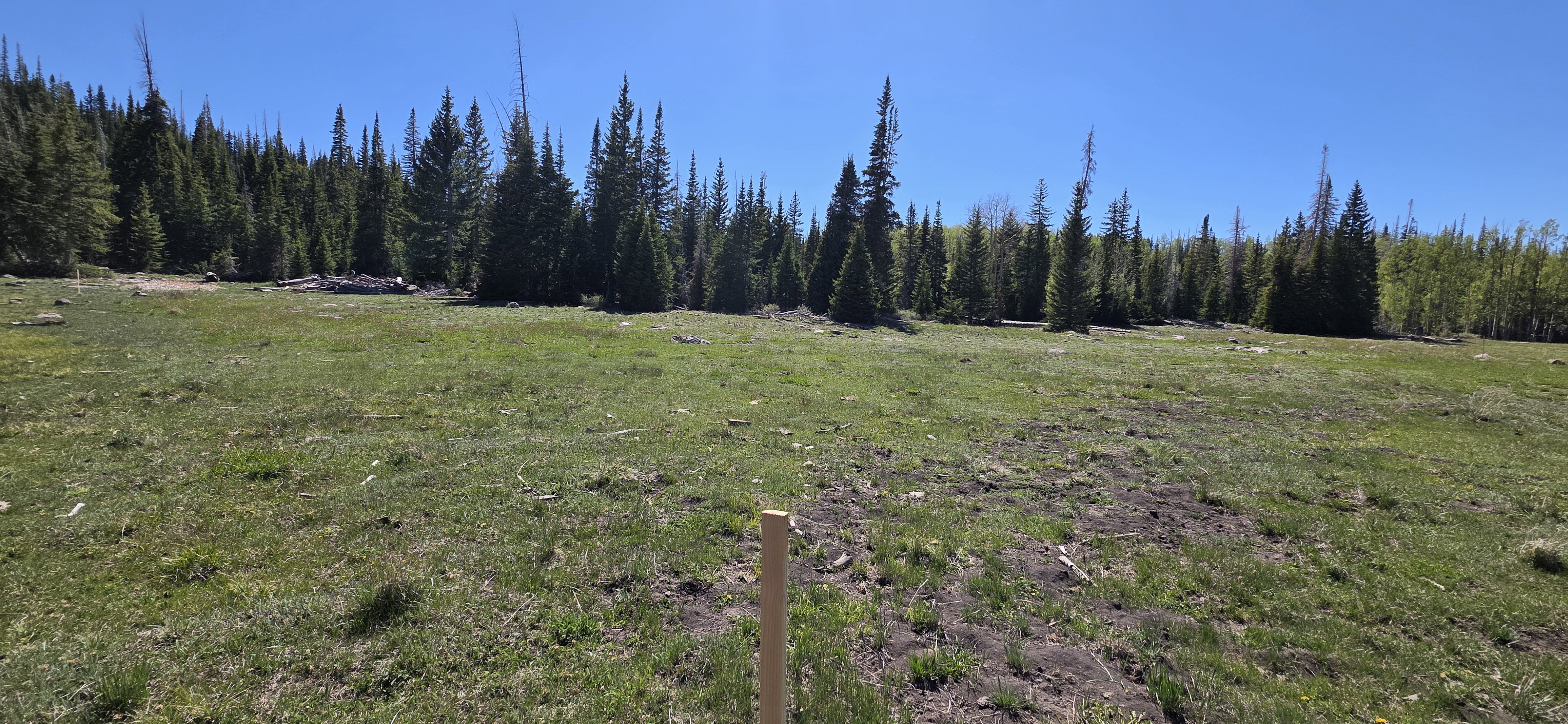 Expansive land parcel featuring natural grasses and mature evergreen trees