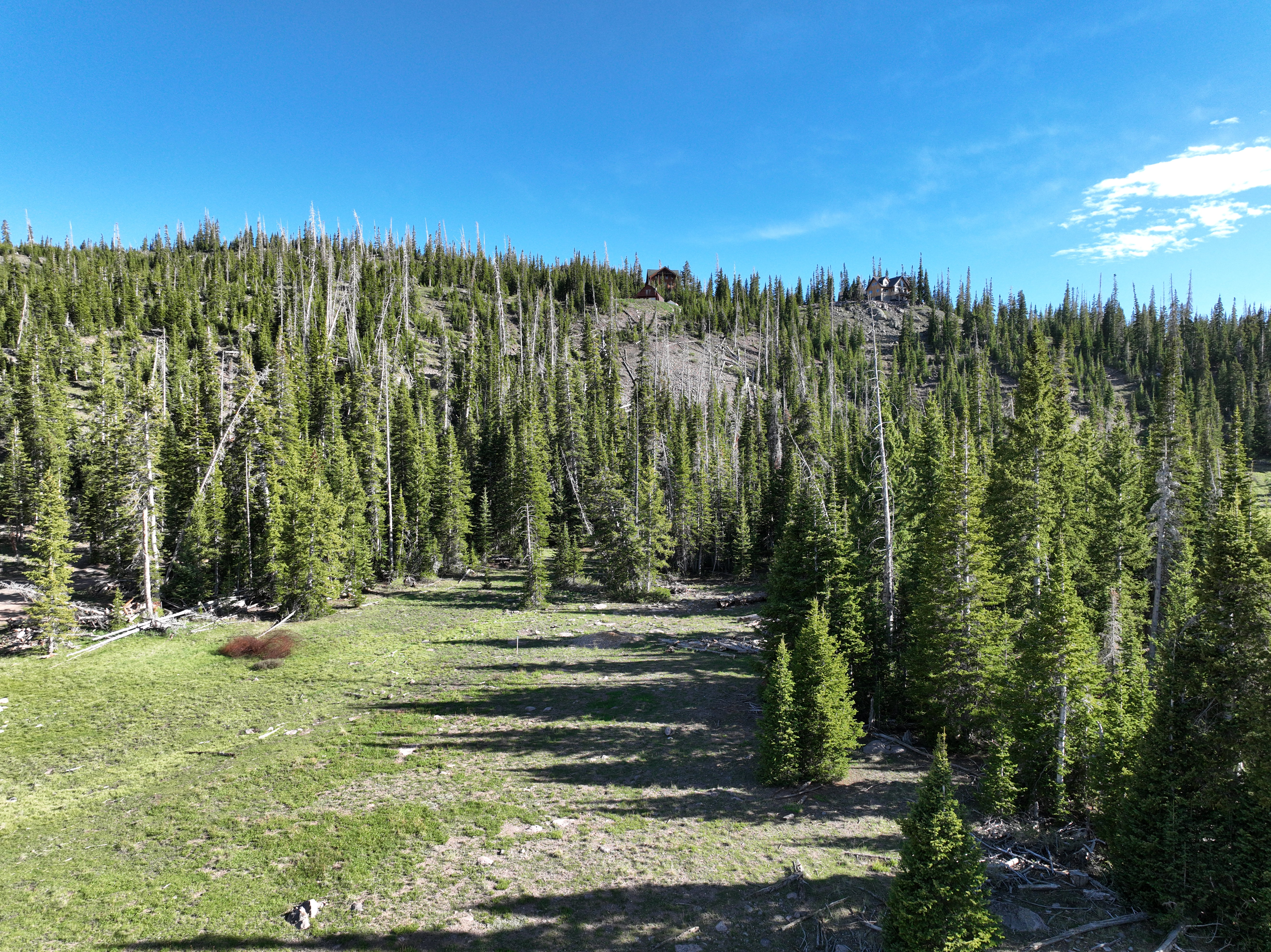 Mountainous terrain featuring a dense evergreen forest