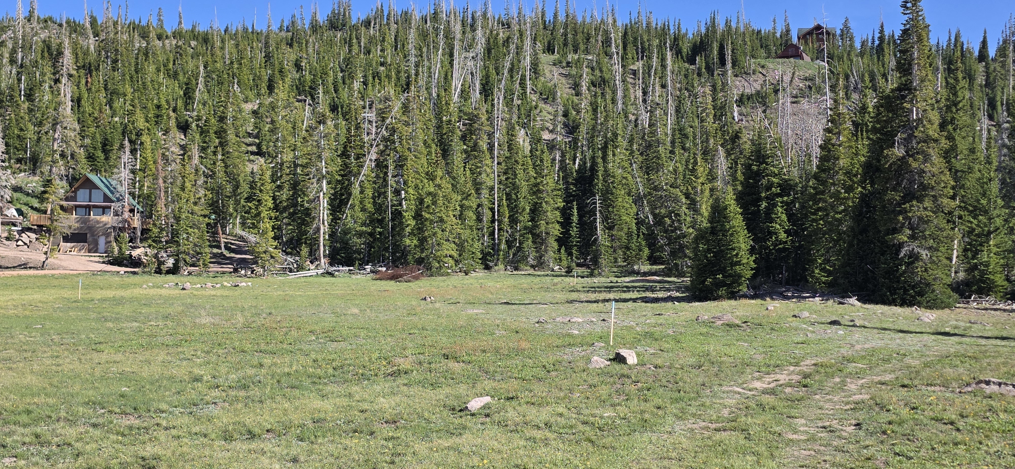 Expansive grassy clearing with surrounding evergreen trees