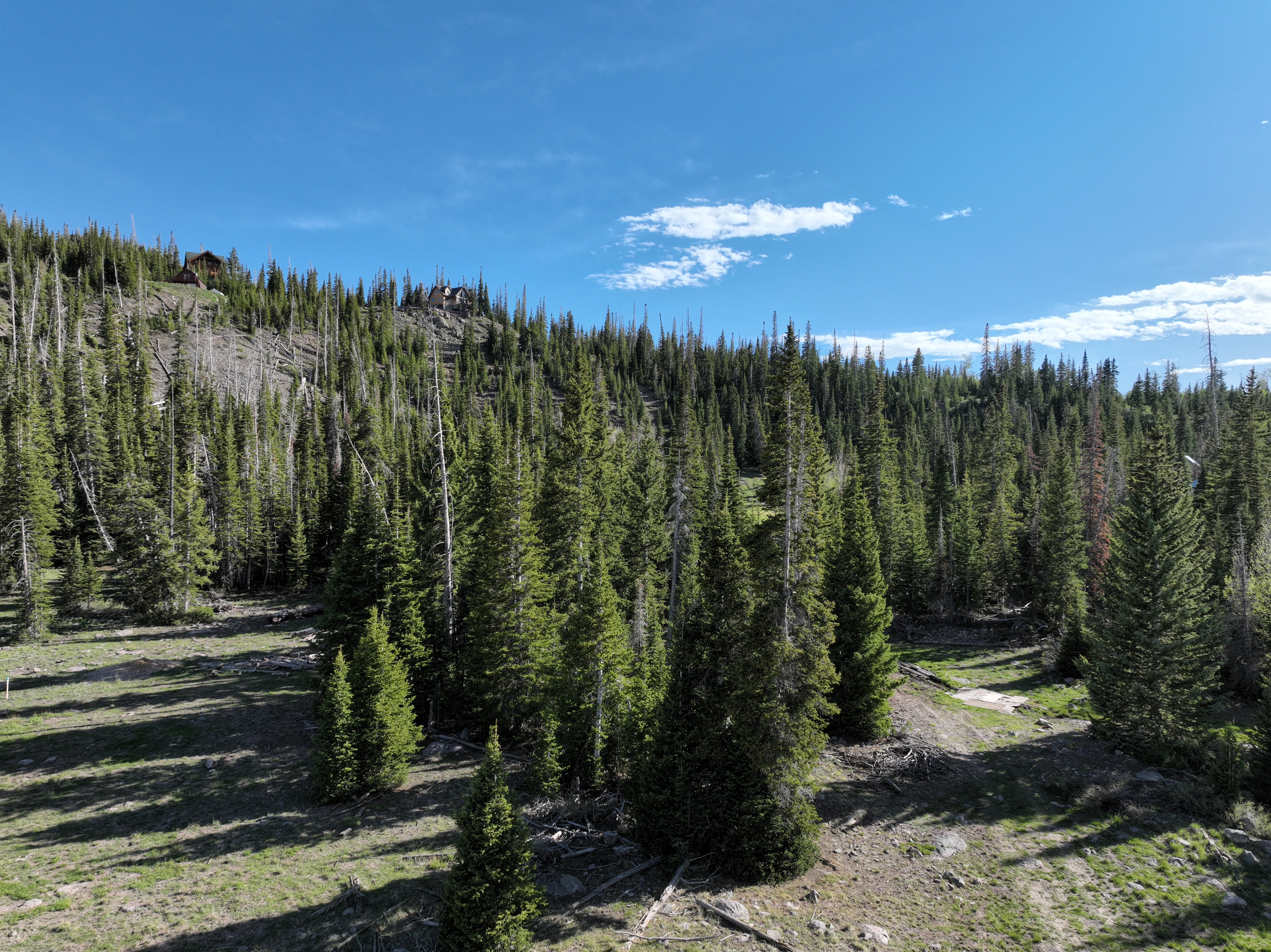 Wooded mountain terrain featuring evergreen trees and natural ground cover
