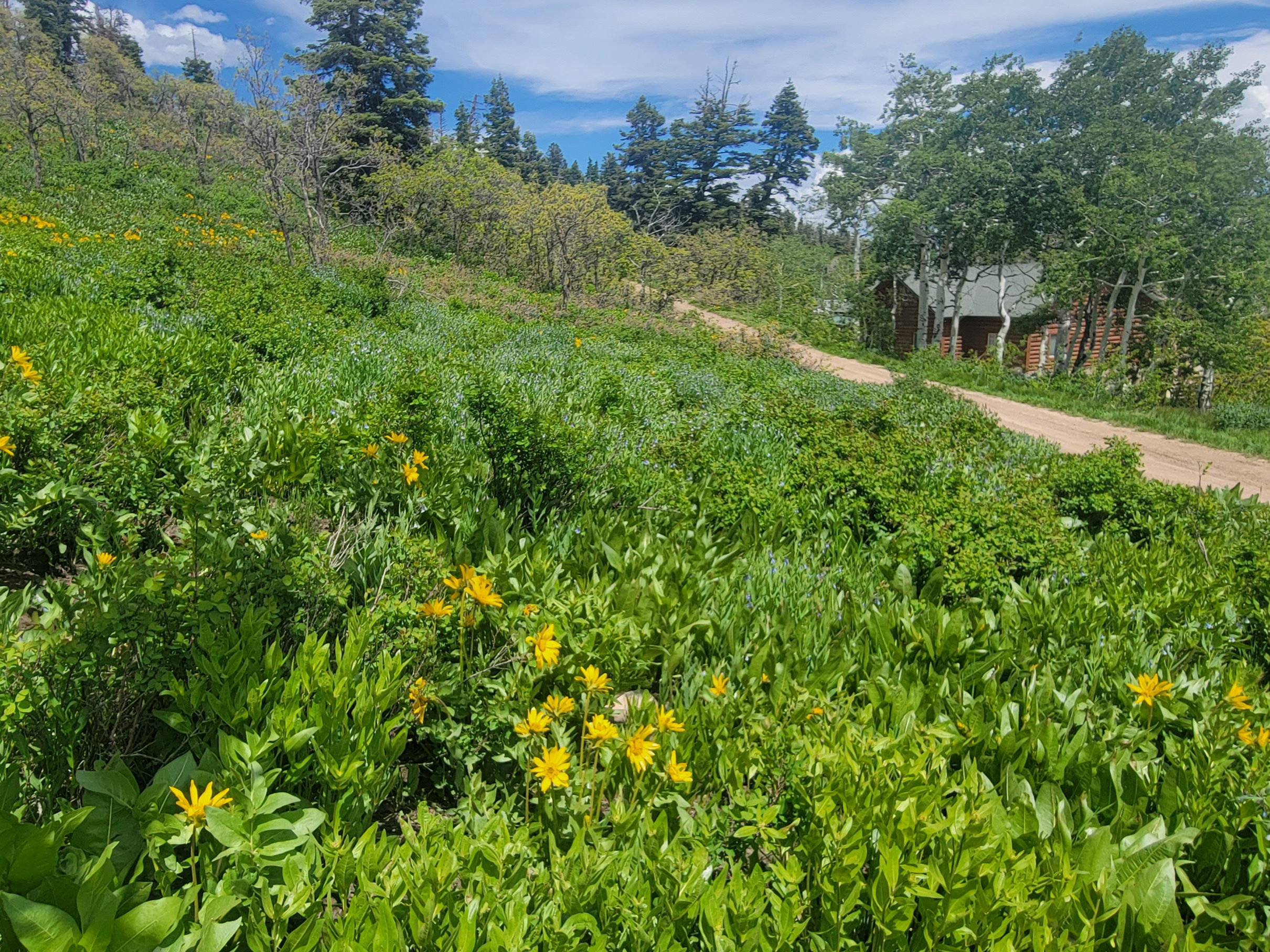 Expansive natural landscape featuring lush green foliage and scattered yellow wildflowers